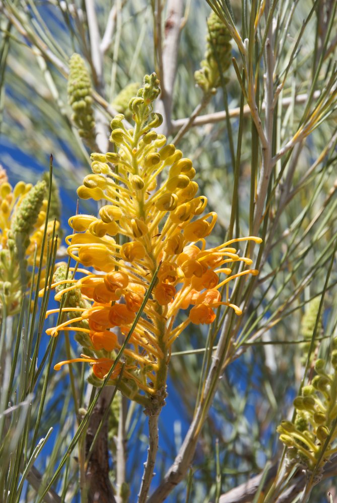 Proteaceae Grevillea juncifolia