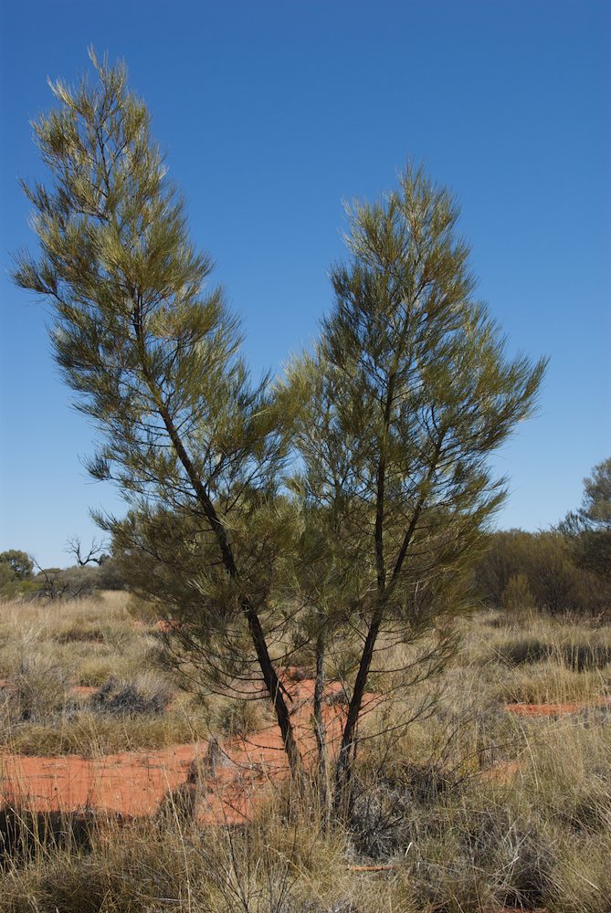 Proteaceae Grevillea juncifolia