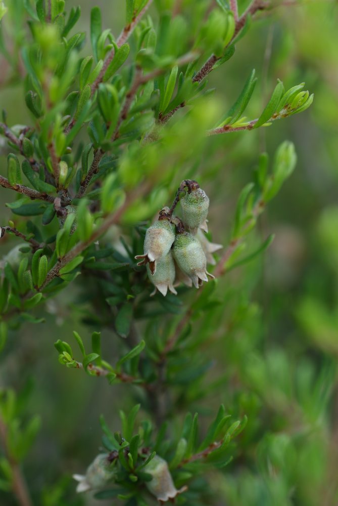 Rhamnaceae Cryptandra amara