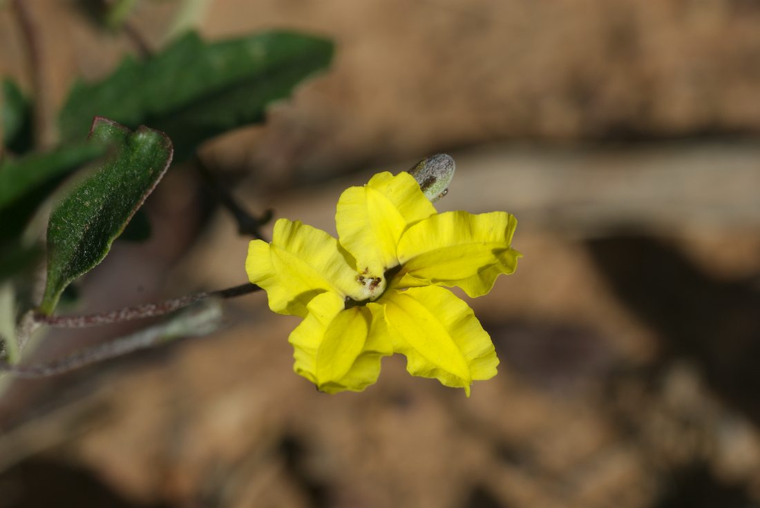 Goodeniaceae Goodenia hederacea