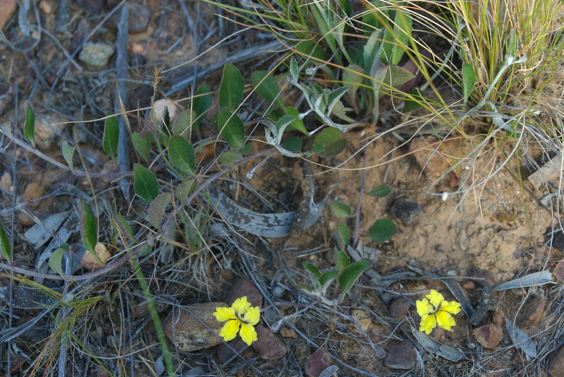 Goodeniaceae Goodenia hederacea