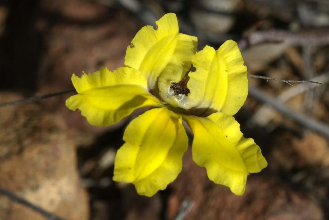 Goodeniaceae Goodenia hederacea