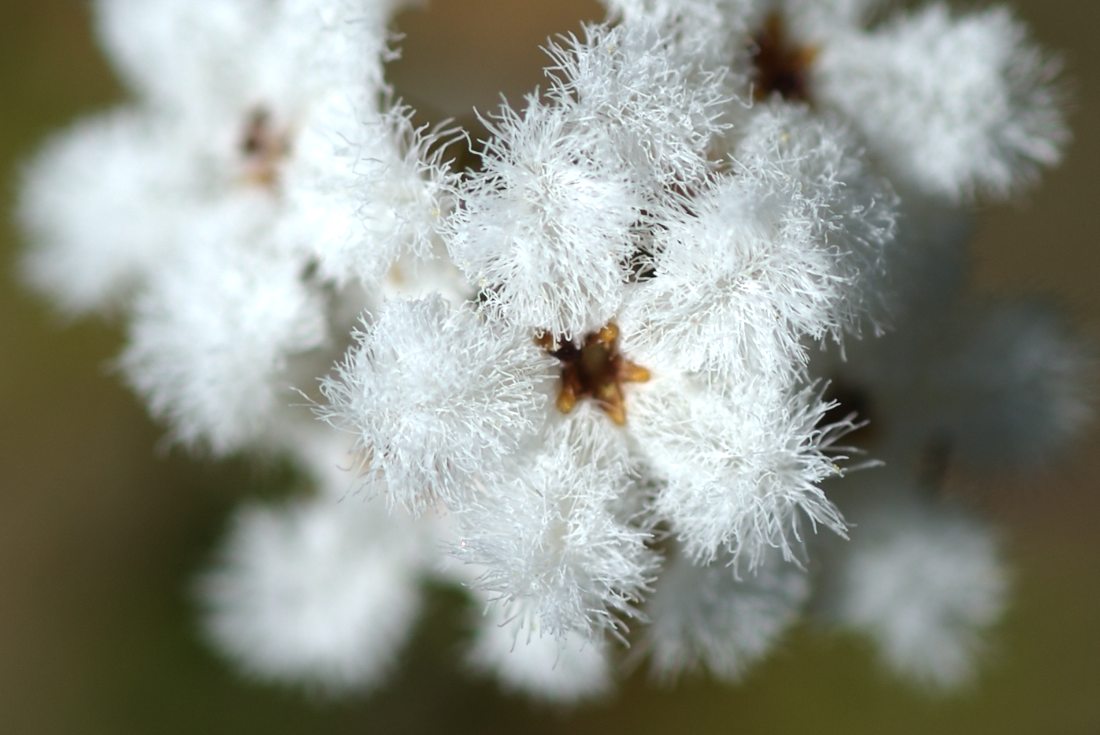 Ericaceae Leucopogon virgatus