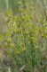 image of Pimelea curviflora