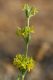 image of Pimelea curviflora