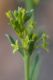 image of Pimelea curviflora