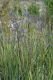 image of Dianella revoluta