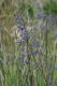 image of Dianella revoluta