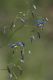 image of Dianella revoluta