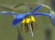image of Dianella revoluta
