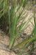 image of Dianella revoluta