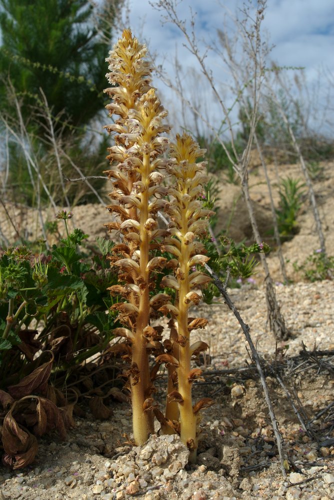 Orobanchaceae Orobanche minor