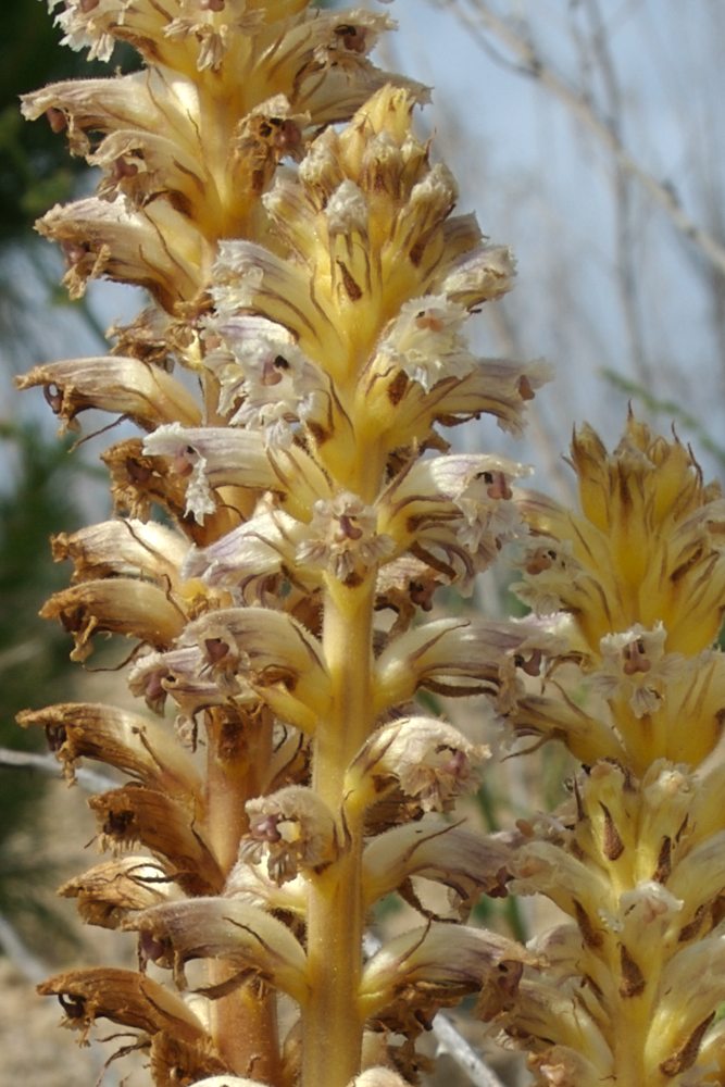 Orobanchaceae Orobanche minor