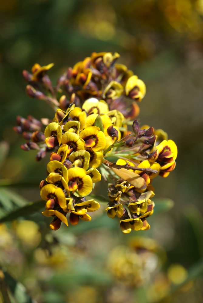 Fabaceae Daviesia mimosoides