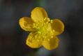 image of Hypericum gramineum