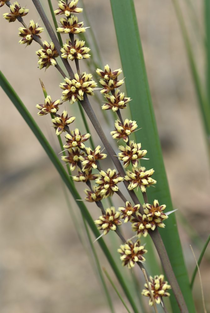 Asparagaceae Lomandra longifolia
