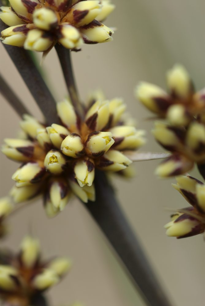 Asparagaceae Lomandra longifolia