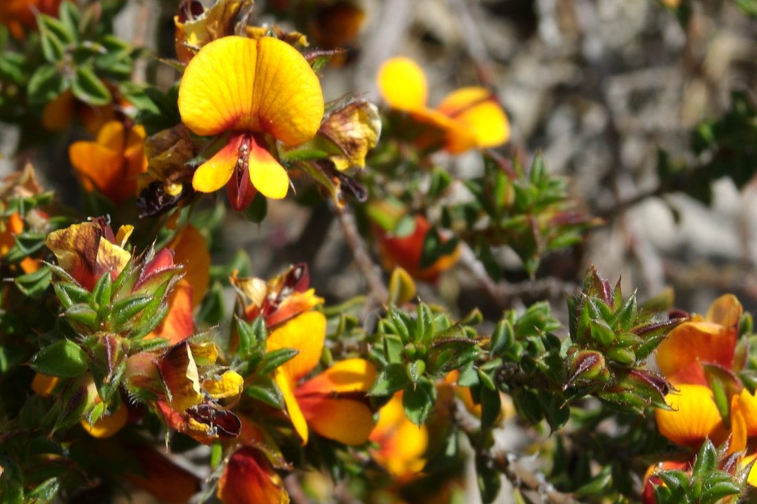 Fabaceae Pultenaea procumbens