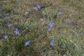 image of Wahlenbergia communis