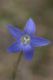 image of Wahlenbergia communis
