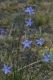 image of Wahlenbergia communis