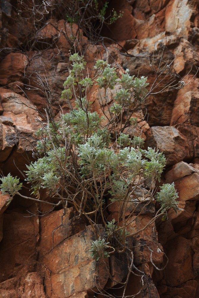 Apiaceae Actinotus schwarzii