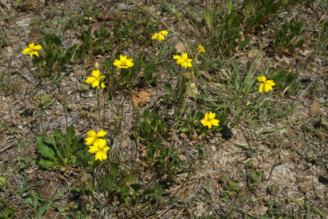 Goodeniaceae Goodenia pinnatifida