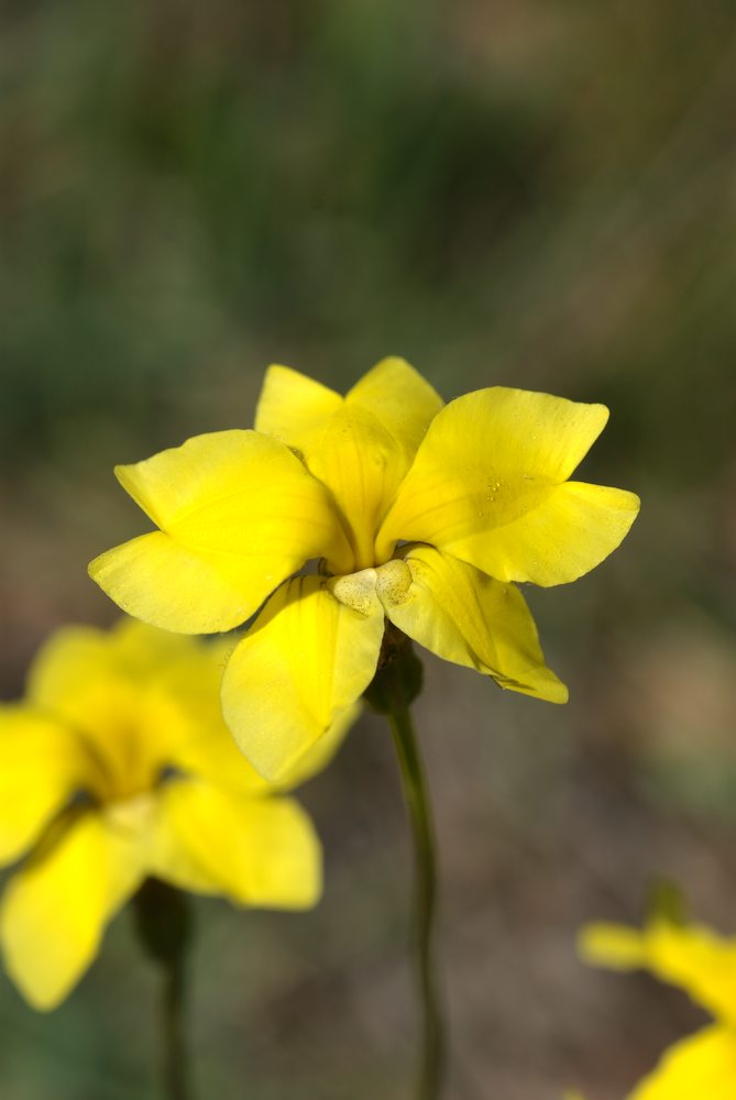 Goodeniaceae Goodenia pinnatifida