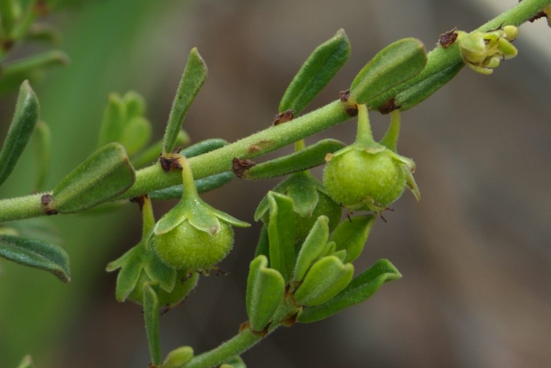 Phyllanthaceae Phyllanthus hirtellus