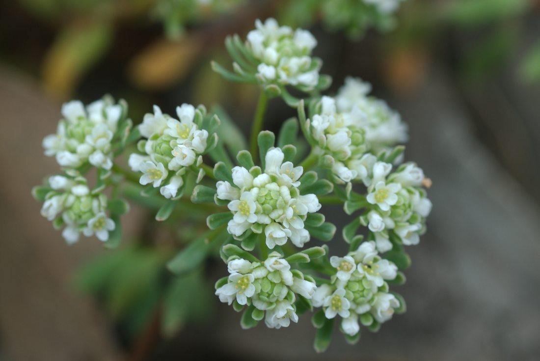 Phyllanthaceae Poranthera microphylla
