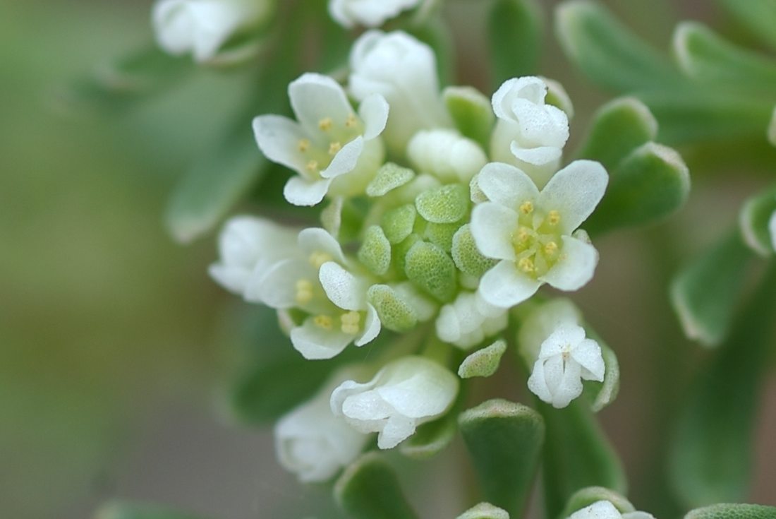 Phyllanthaceae Poranthera microphylla