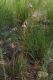 image of Stylidium graminifolium