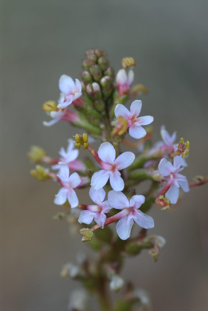 Stylidiaceae Stylidium graminifolium