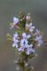 image of Stylidium graminifolium