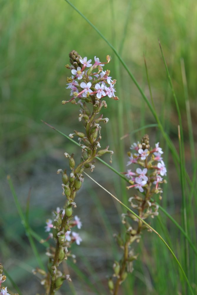 Stylidiaceae Stylidium graminifolium