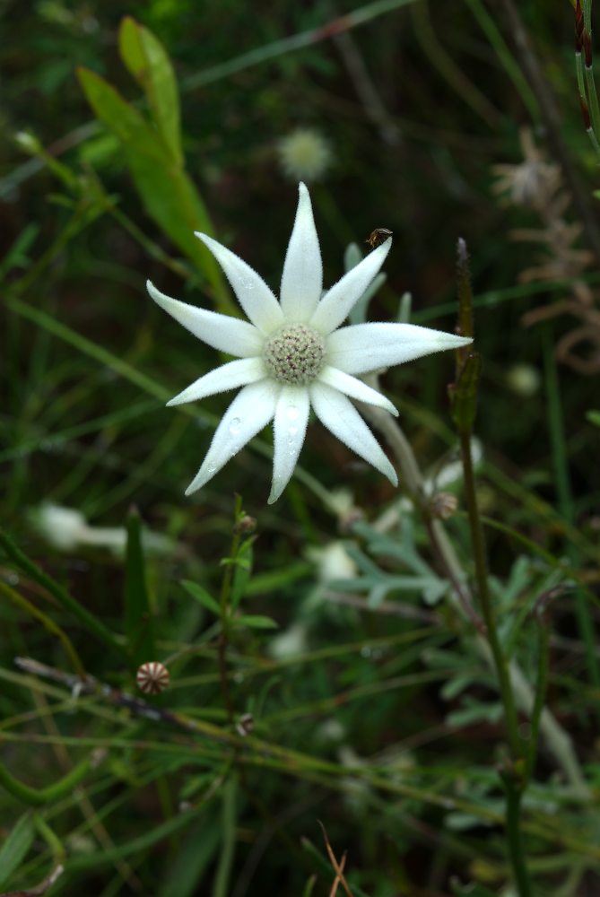 Apiaceae Actinotus helianthi