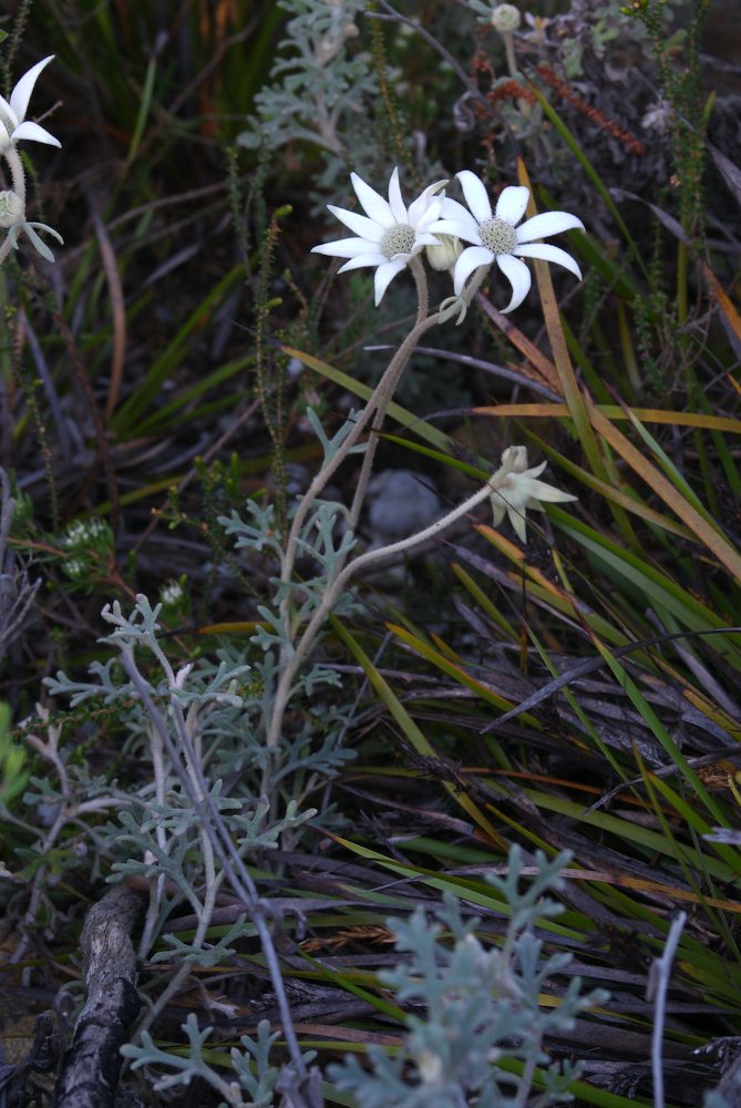 Apiaceae Actinotus helianthi
