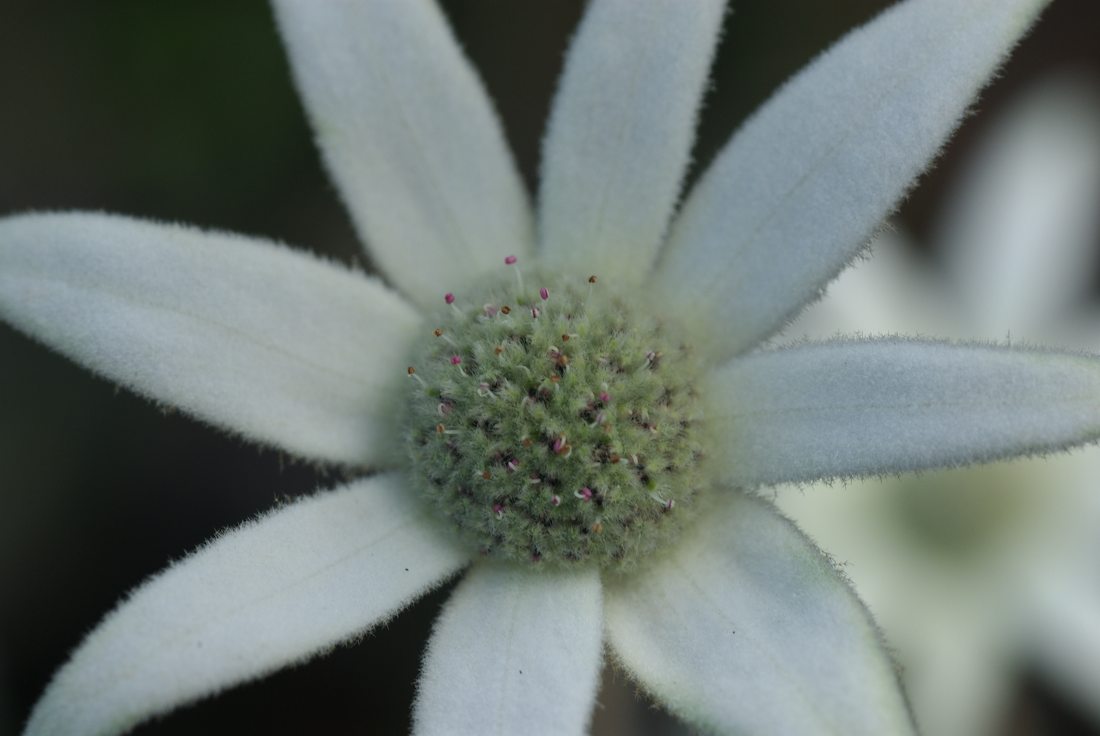 Apiaceae Actinotus helianthi