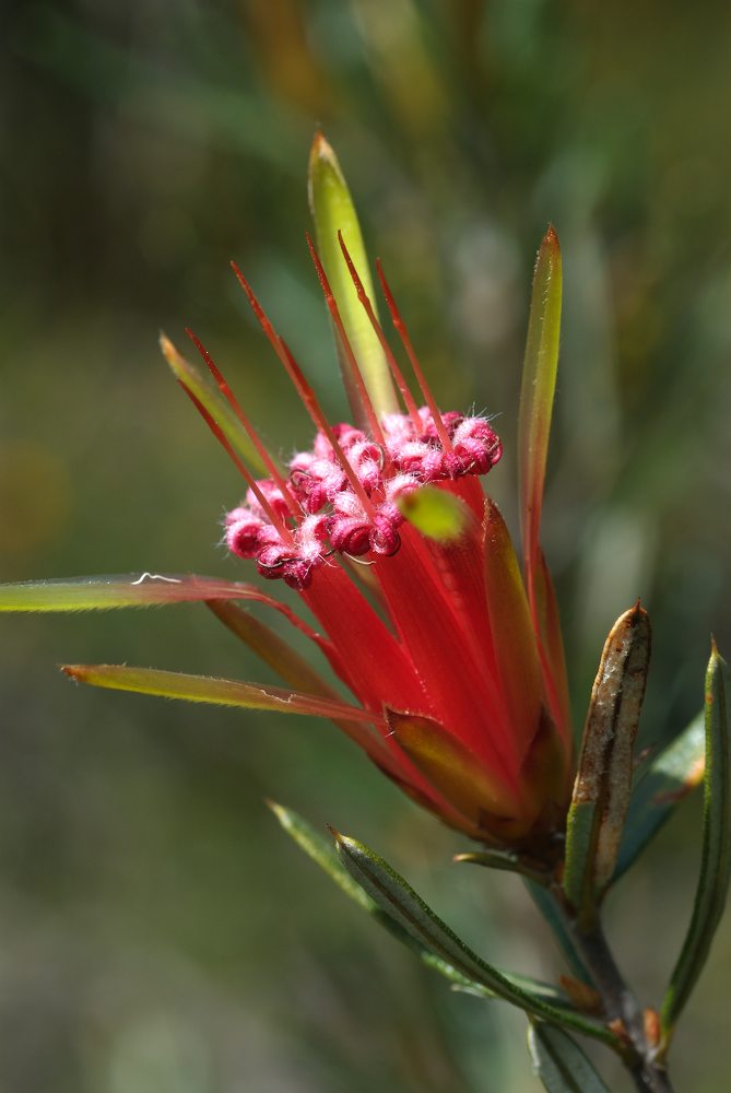 Proteaceae Lambertia formosa