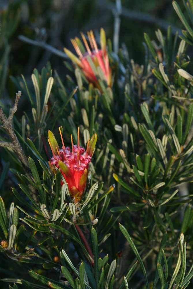 Proteaceae Lambertia formosa