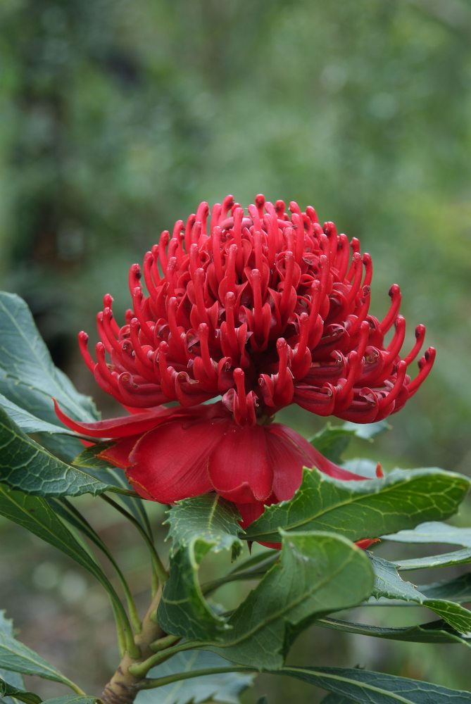 Proteaceae Telopea speciosissima