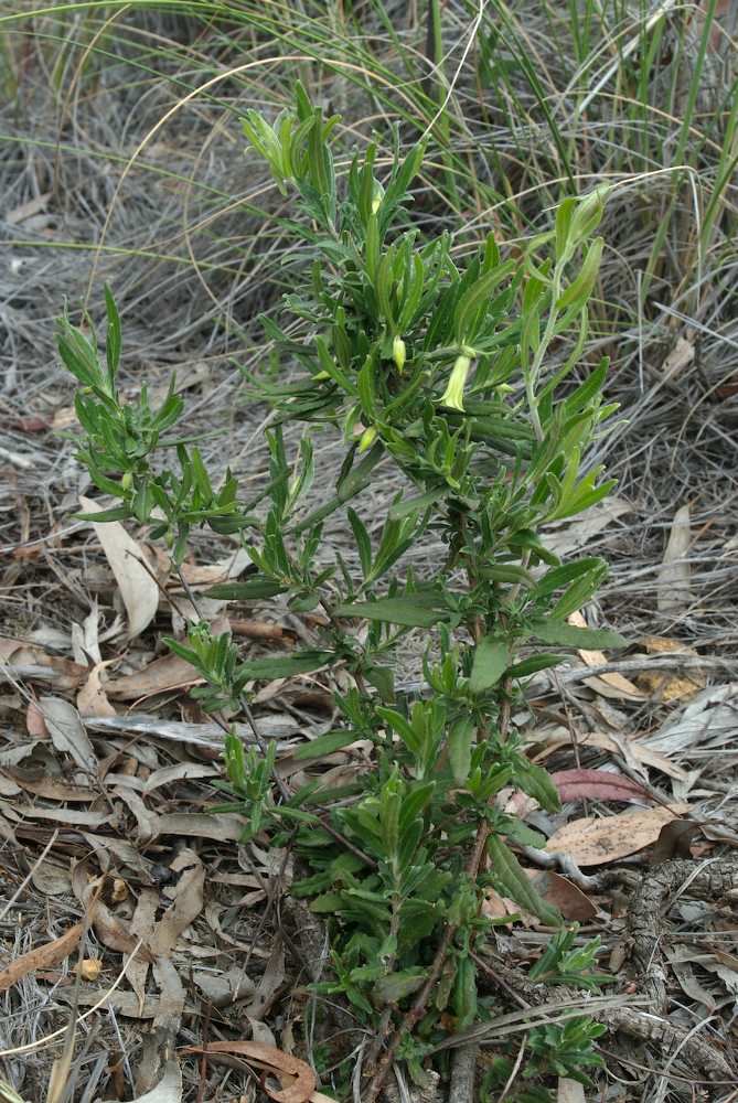 Pittosporaceae Billardiera scandens