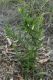 image of Billardiera scandens