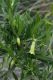 image of Billardiera scandens