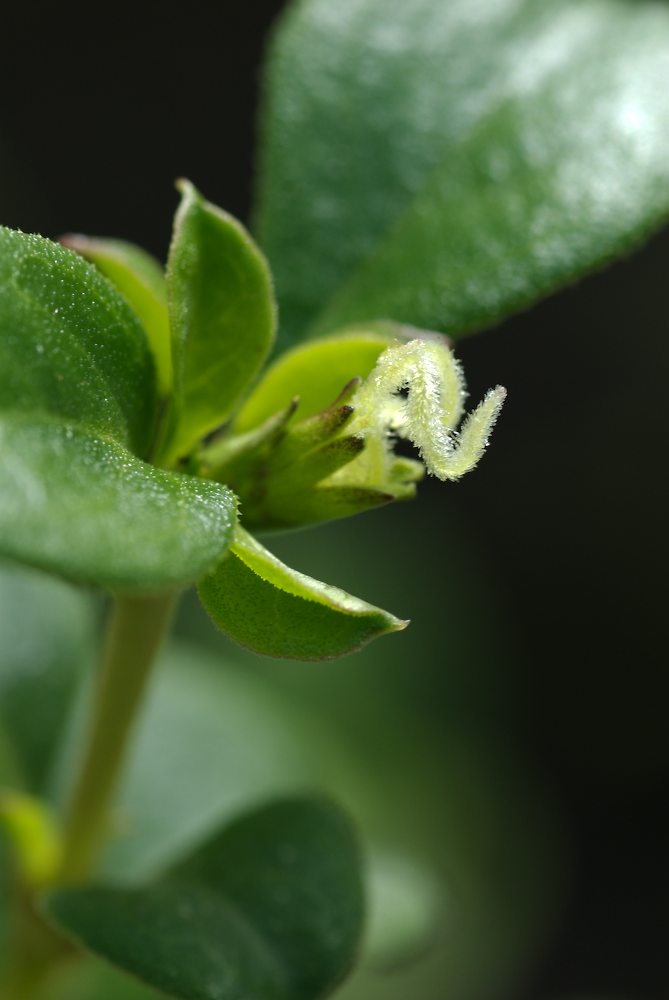 Rubiaceae Coprosma hirtella