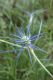 image of Eryngium ovinum