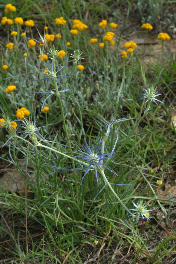 Apiaceae Eryngium ovinum