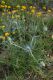 image of Eryngium ovinum