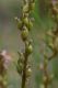 image of Stylidium graminifolium