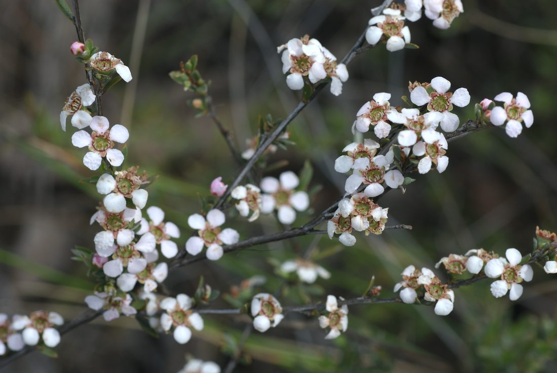Myrtaceae Leptospermum multicaule